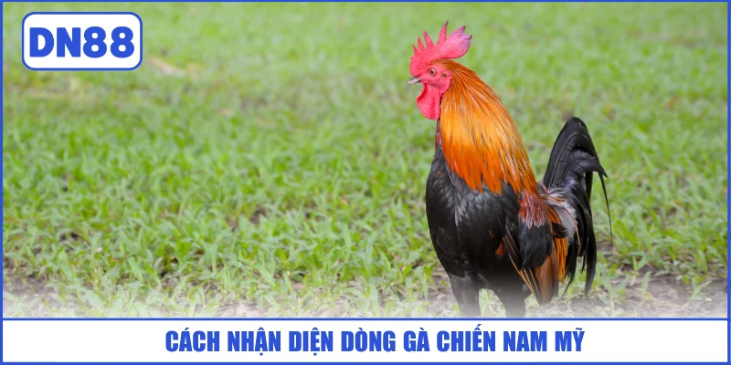 Đá Gà Peru - Hình Thức Chọi Kê Châu Mỹ Hấp Dẫn, Đỉnh Cao 3 cach-nhan-dien-dong-ga-chien-nam-my
