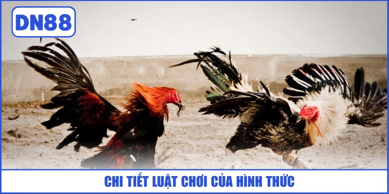 Đá Gà Cựa Dao - Kịch Tính, Hồi Hộp Trong Từng Ván Đấu 3 chi-tiet-luat-choi-cua-hinh-thuc