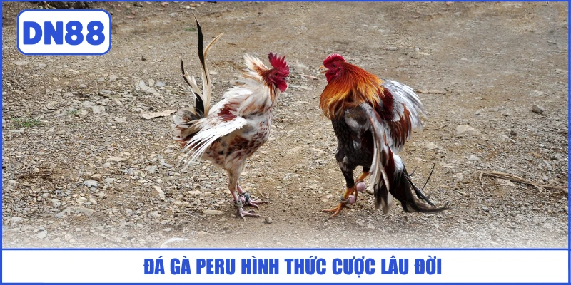Đá Gà Peru - Hình Thức Chọi Kê Châu Mỹ Hấp Dẫn, Đỉnh Cao 2 da-ga-peru-hinh-thuc-cuoc-lau-doi