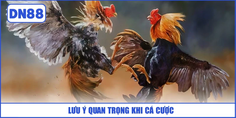Đá Gà Cựa Dao - Kịch Tính, Hồi Hộp Trong Từng Ván Đấu 4 luu-y-quan-trong-khi-ca-cuoc