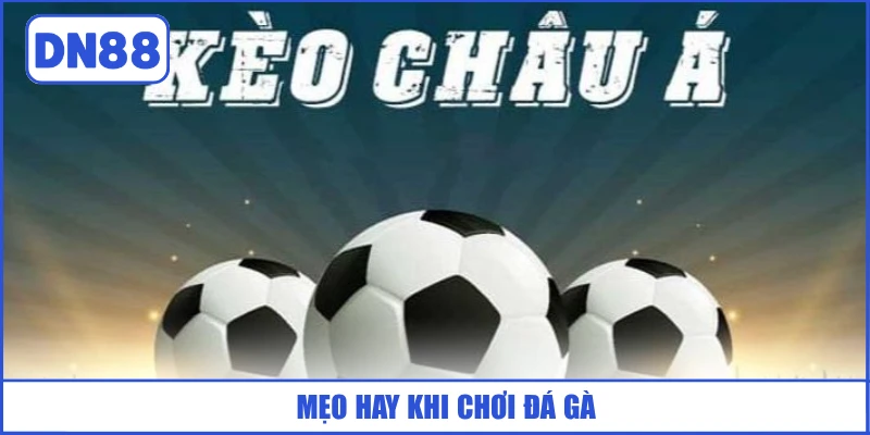 Đá Gà Peru - Hình Thức Chọi Kê Châu Mỹ Hấp Dẫn, Đỉnh Cao 4 meo-hay-khi-choi-da-ga